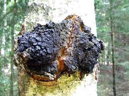 chaga mushroom 2