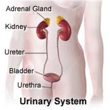 inflammation of the urethra